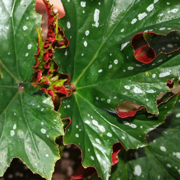 Begonia Sophie Cecile