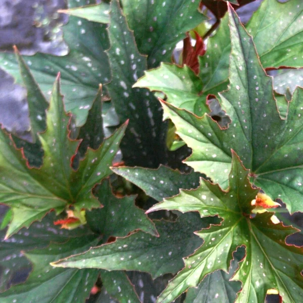 Begonia Sophie Cecile