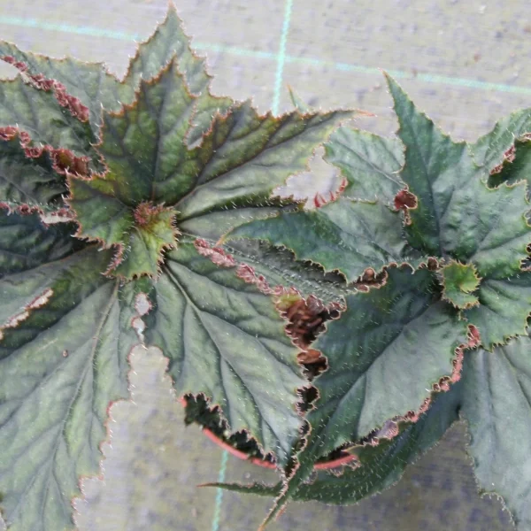 Begonia Taffeta