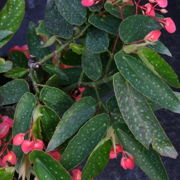 Begonia Tamaya grande