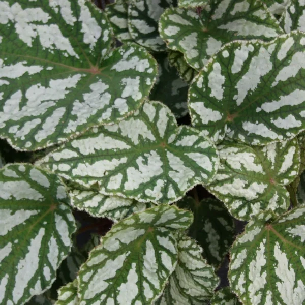 Begonia Tap Dance