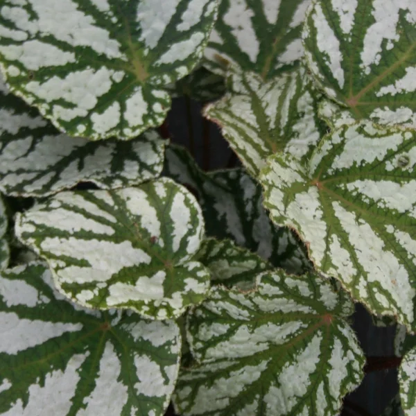 Begonia Tap Dance