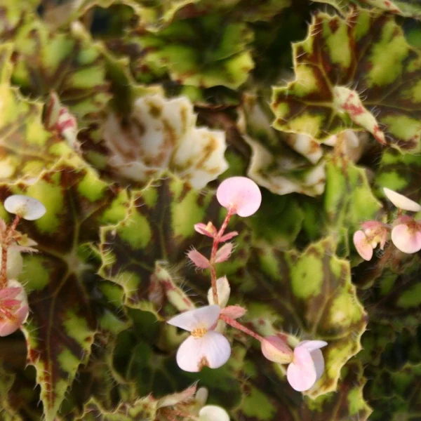 Begonia Bowerae Tigre