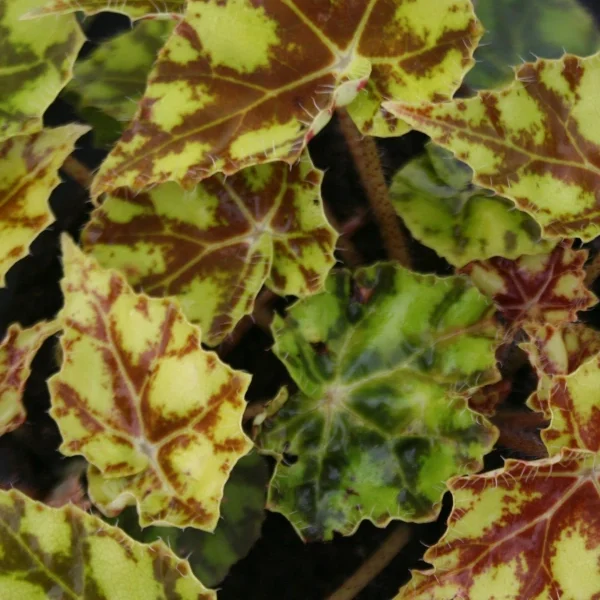 Begonia Bowerae Tigre