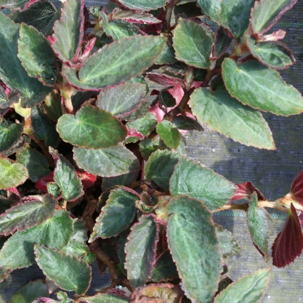 Begonia whitelacochee