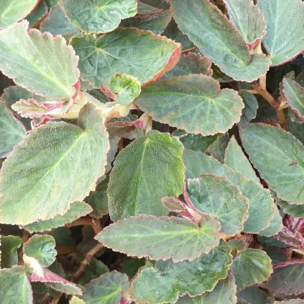 Begonia whitelacochee