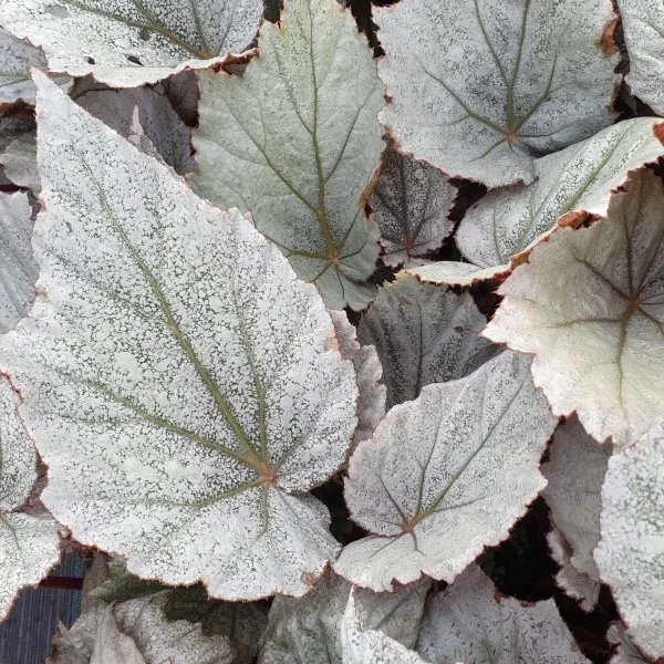 Begonia Yukon frost