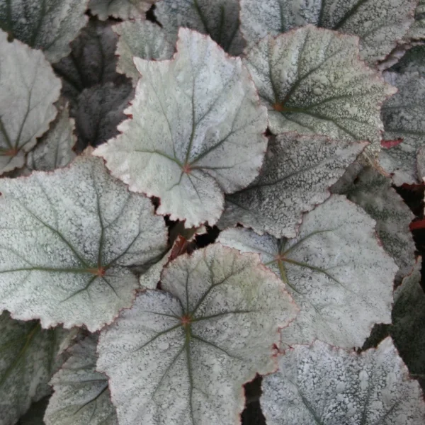 Begonia Yukon frost