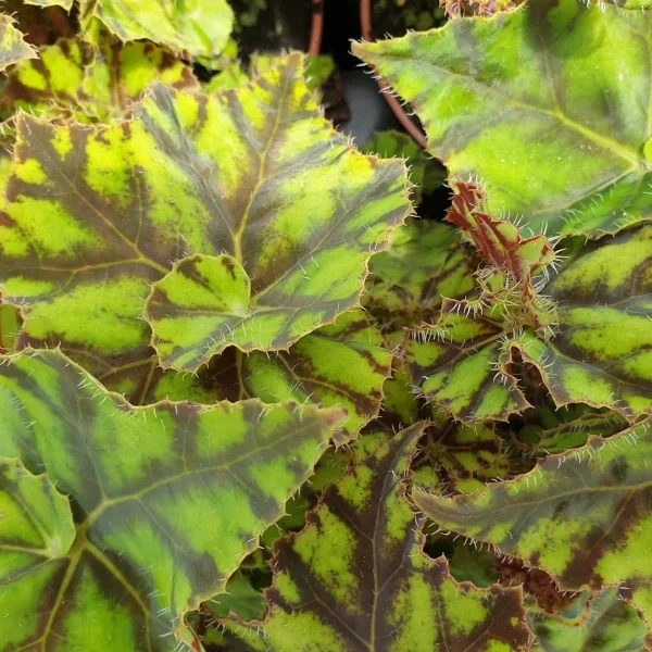 Begonia Zumba