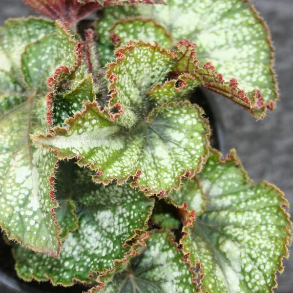 Begonia Cartagena