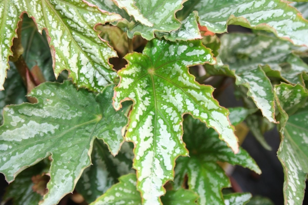 Begonia Diadema