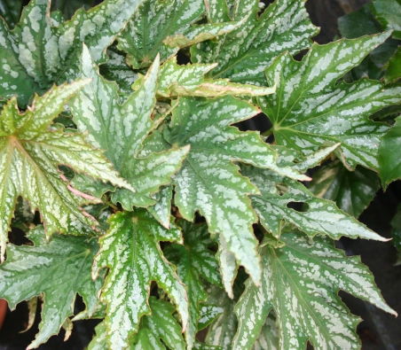 Begonia Diadema grande