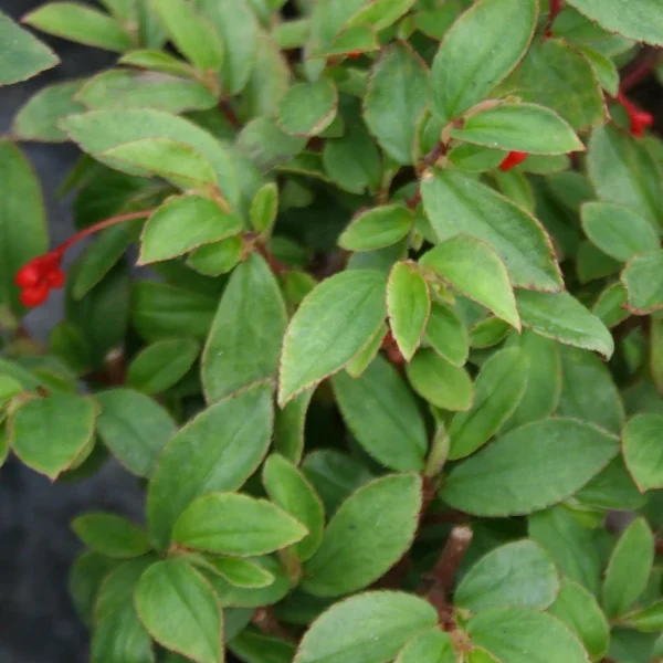 Begonia Fuchsioides