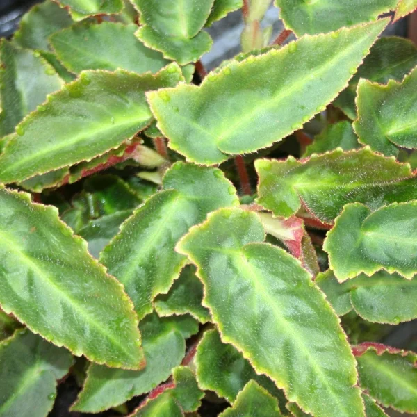 Begonia Listada  grande