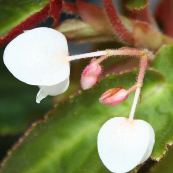 Begonia Listada  grande