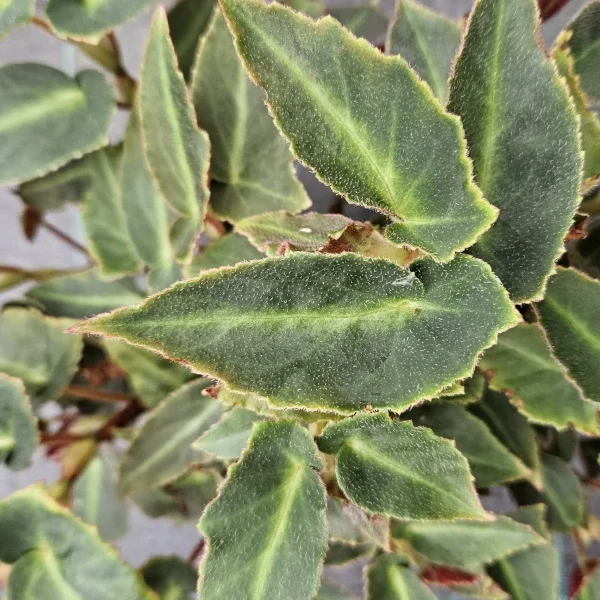 Begonia Magdelene Madsen