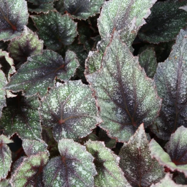 Begonia Morning Dew