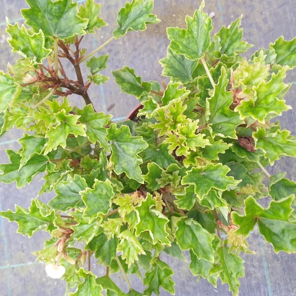 Begonia Dragei Partita bonsai