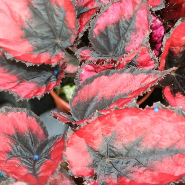 Begonia Red Kiss