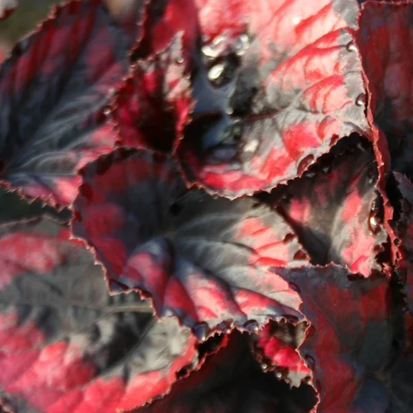 Begonia Red Kiss