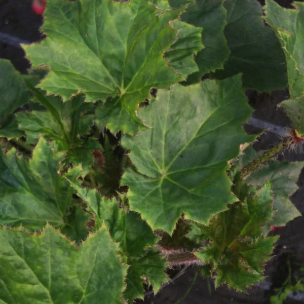 Begonia Ricinifolia Immense