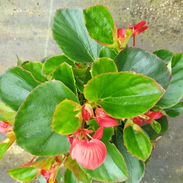 Begonia siempreflorida