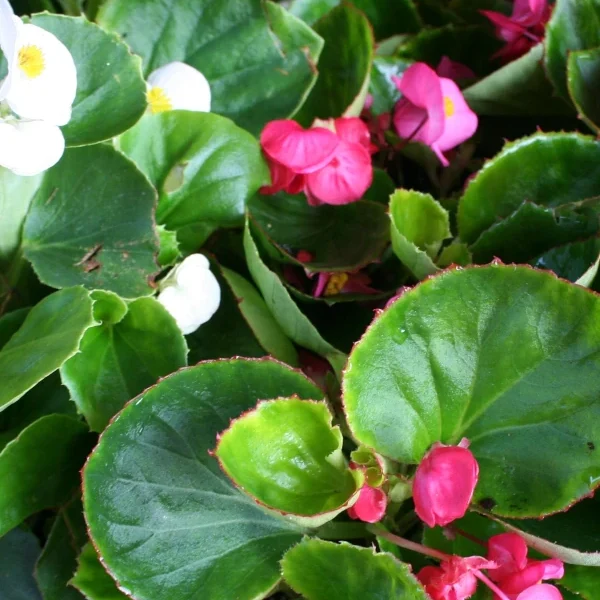 Begonia siempreflorida