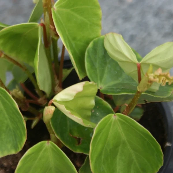 Begonia Solananthera grande