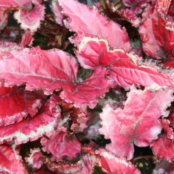 Begonia Spitfire