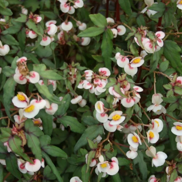 Begonia Tripartita