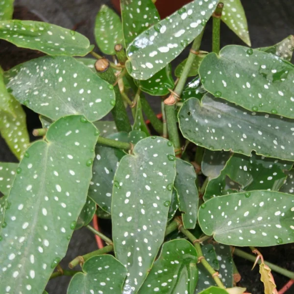 Begonia Albo Picta