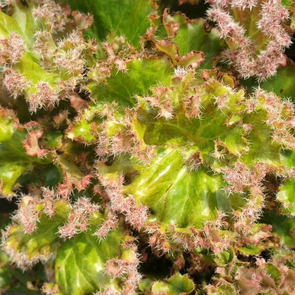 Begonia Bunchii