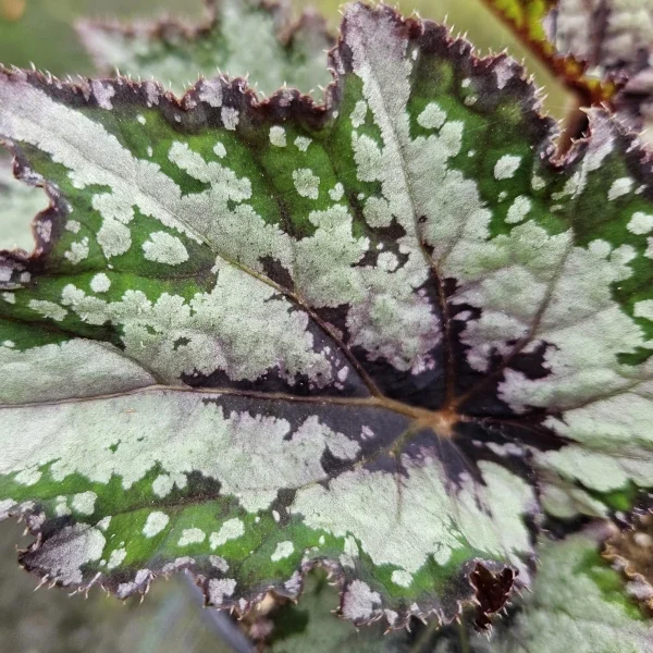 Begonia Cuzco