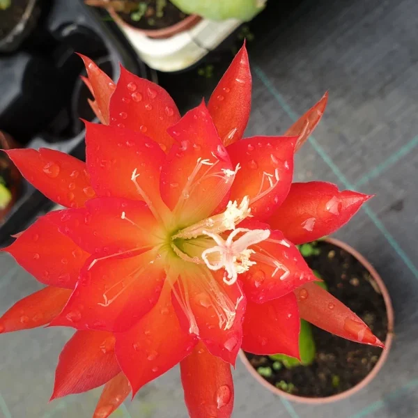 Epiphyllum Bianca Paetz