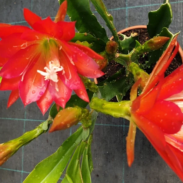 Epiphyllum Bianca Paetz