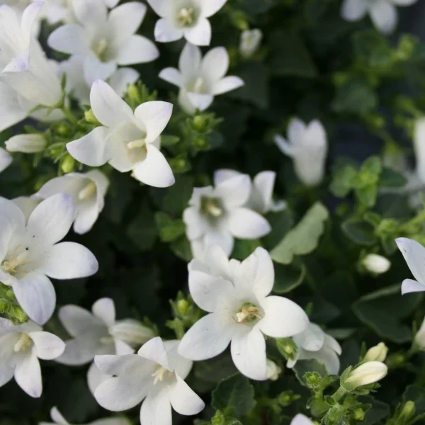 Campanula Carpatica