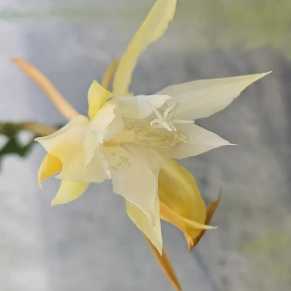 Epiphyllum Anguliger