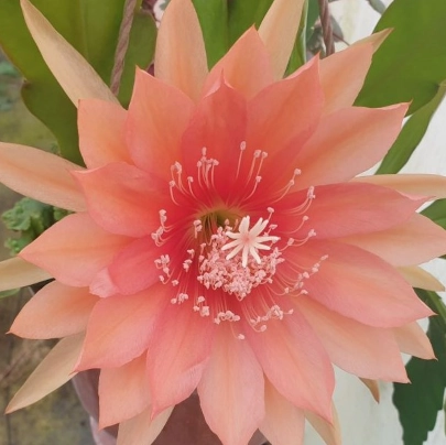 Epiphyllum Sunland