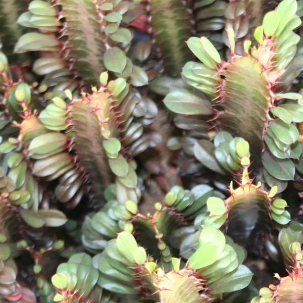 Euphorbia Trigona Rubra