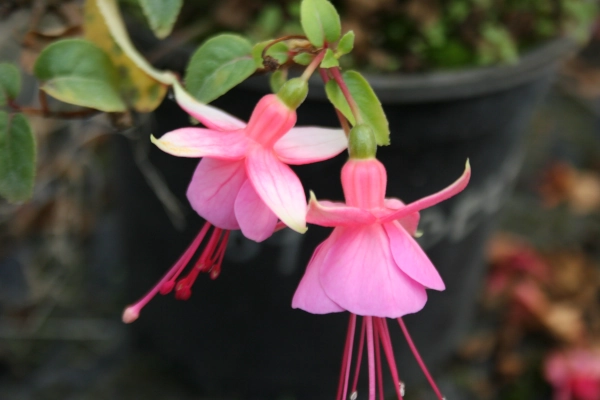 Fuchsia Albertina