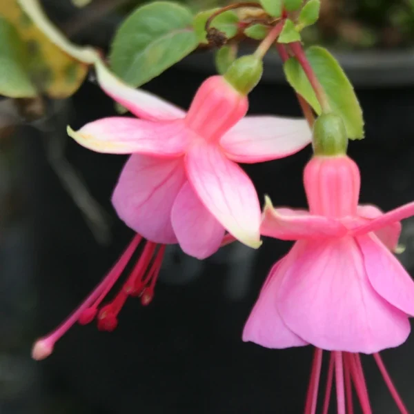 Fuchsia Albertina