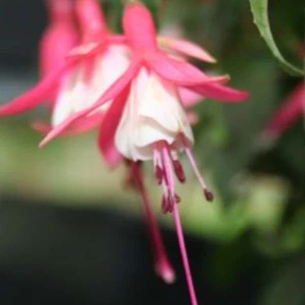 Fuchsia Alice Hoffman