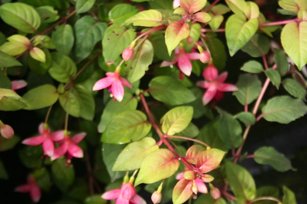 Fuchsia  aurea