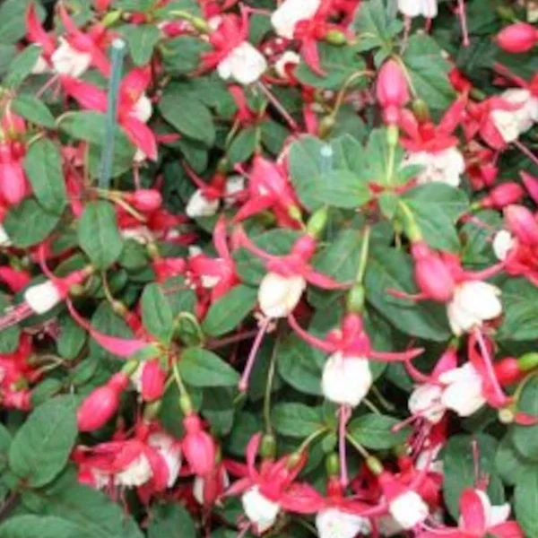 Fuchsia Ballerina