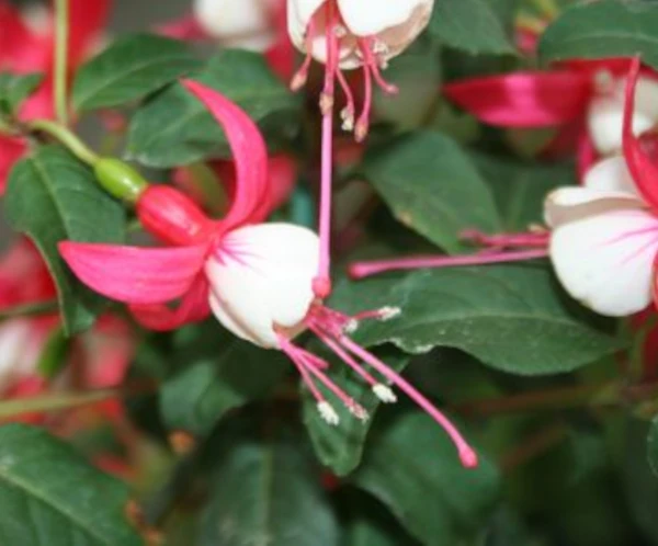 Fuchsia Ballerina