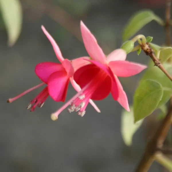 Fuchsia Bartje