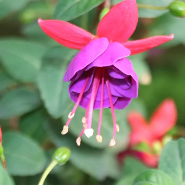 Fuchsia Beckie lous