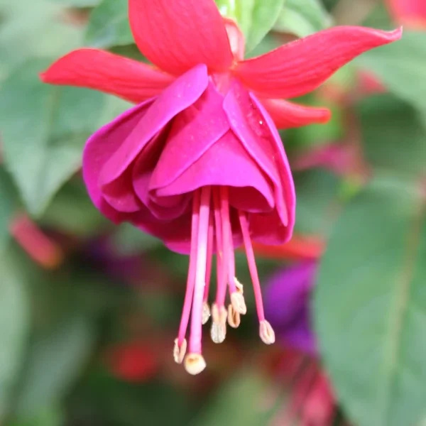 Fuchsia Beckie lous