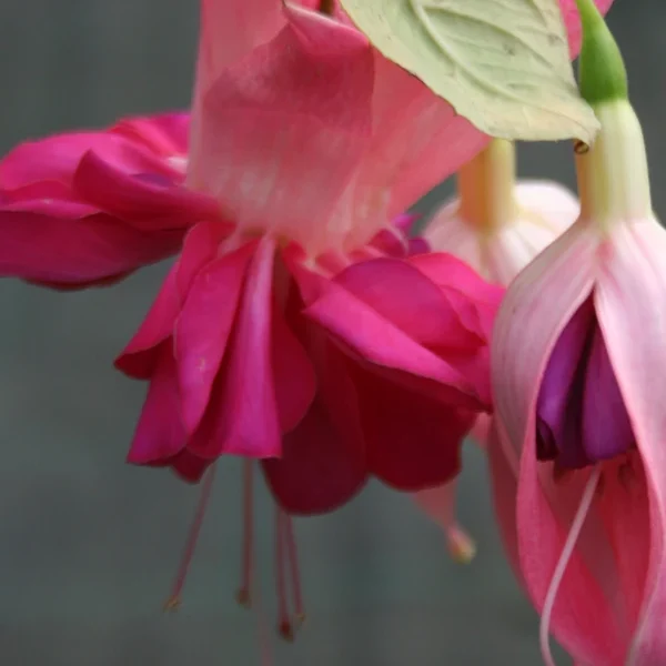 Fuchsia Bella rosella