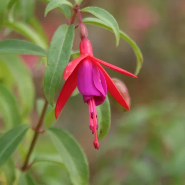 Fuchsia Bernisser Hardy